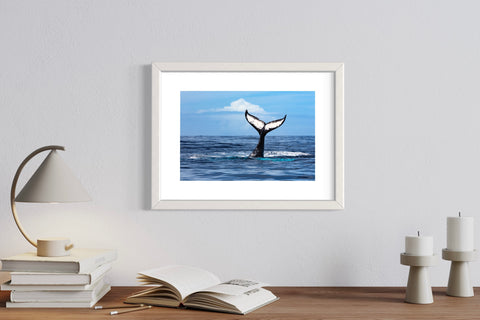 Tail in the Clouds // Gallery Stock