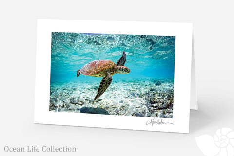 Ocean Life Collection (Pack of 5)