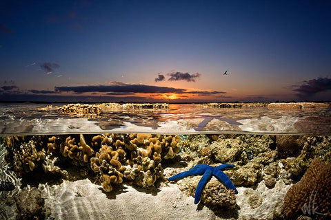 Starfish Sunrise