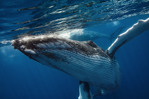 Humpback Hug